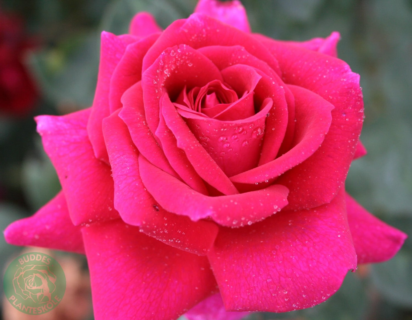Rosa BIG PURPLE