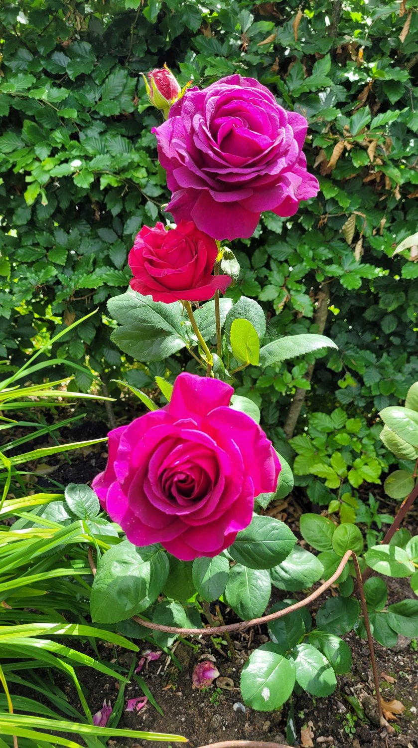 Rosa BIG PURPLE