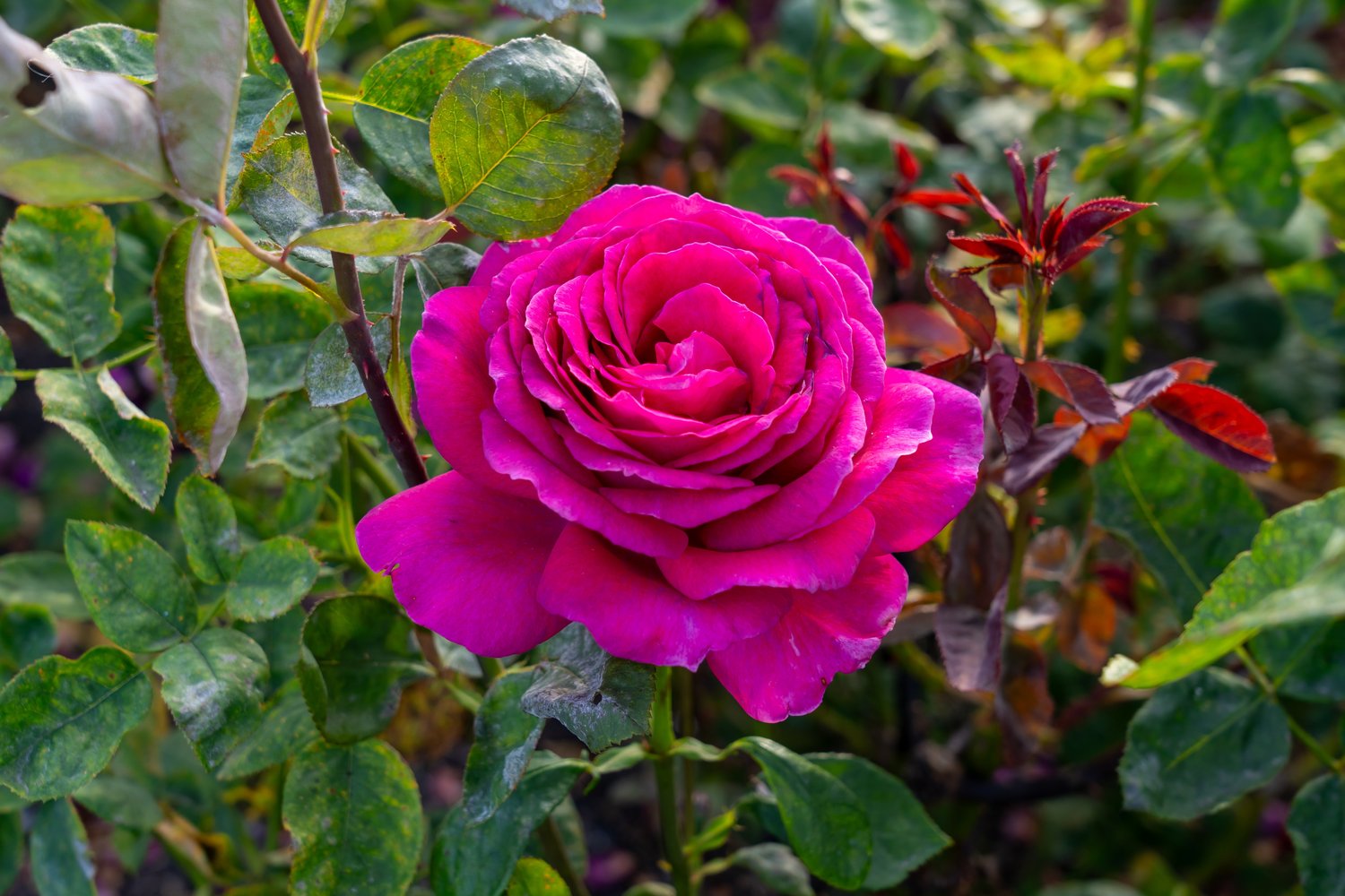 Rosa BIG PURPLE
