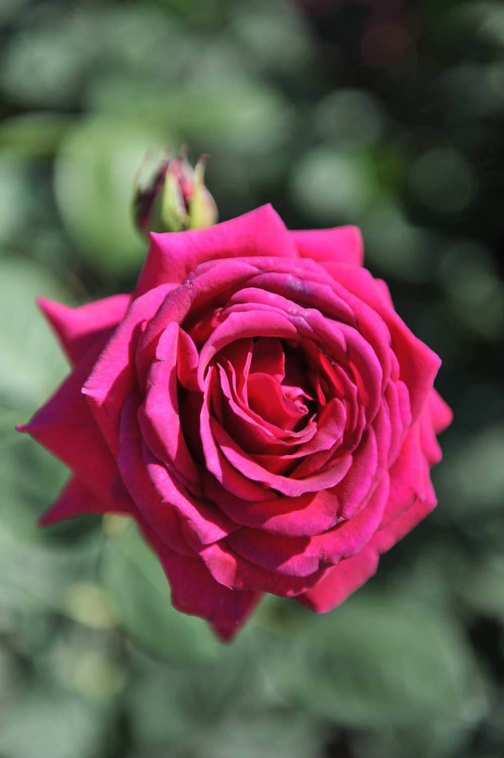 Rosa BIG PURPLE