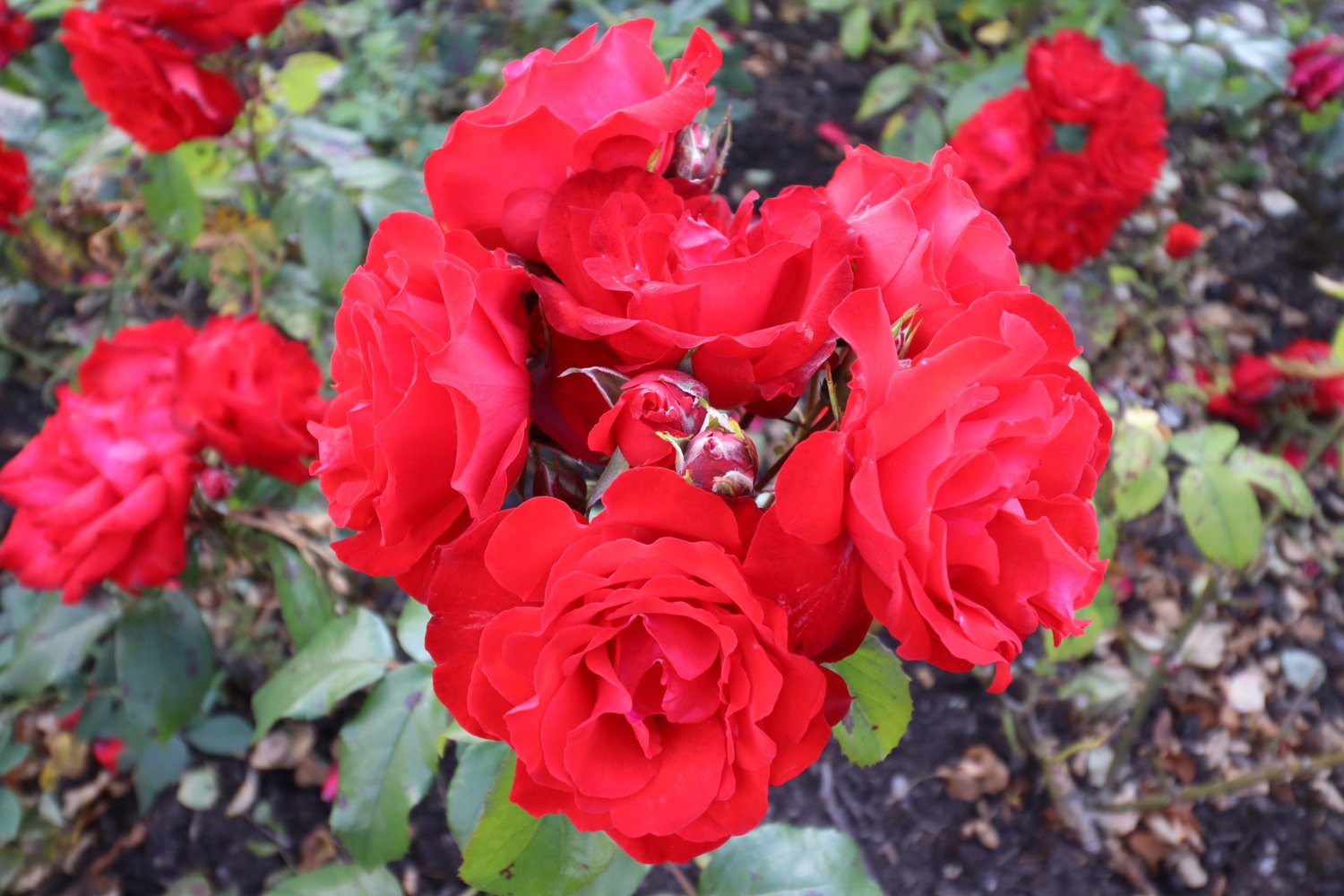 Rosa Allotria