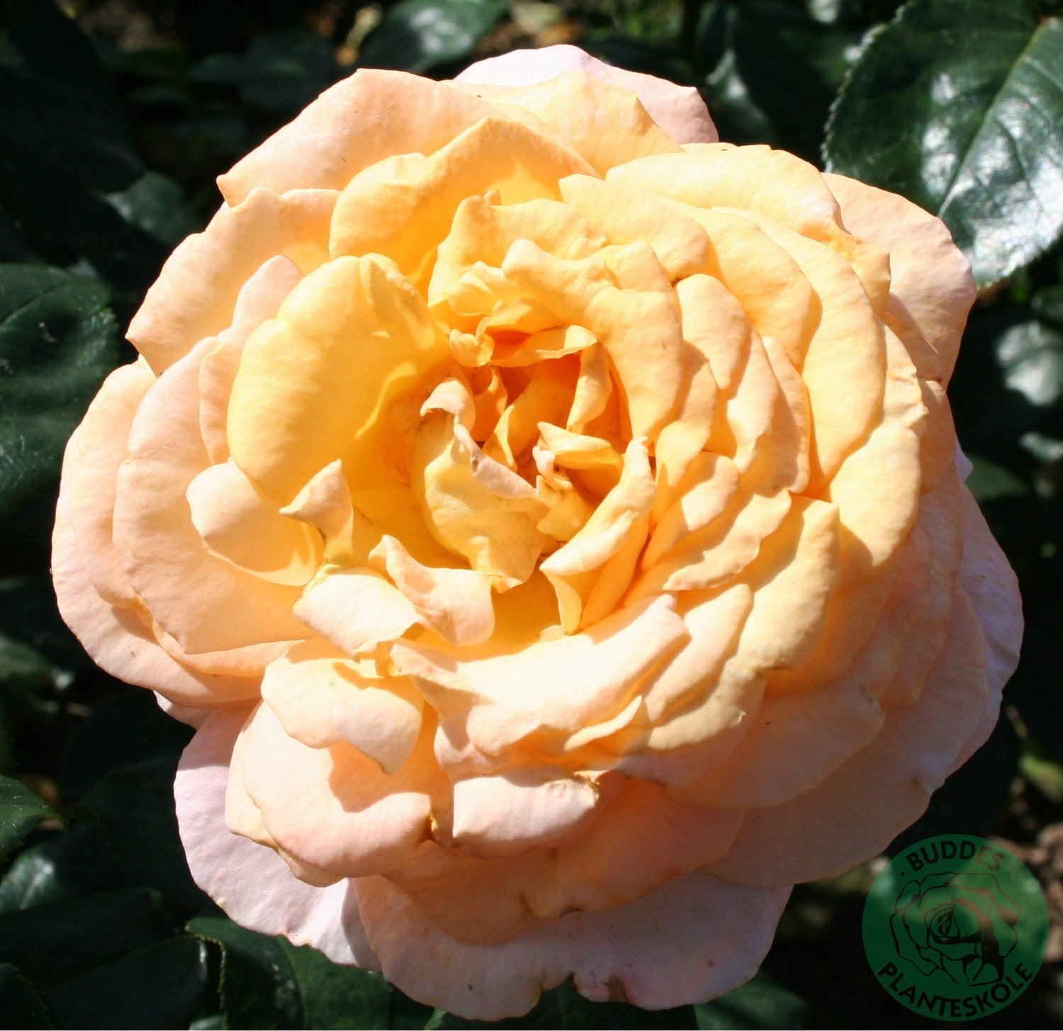 Rosa BITTEN CLAUSEN (Scented Memory)