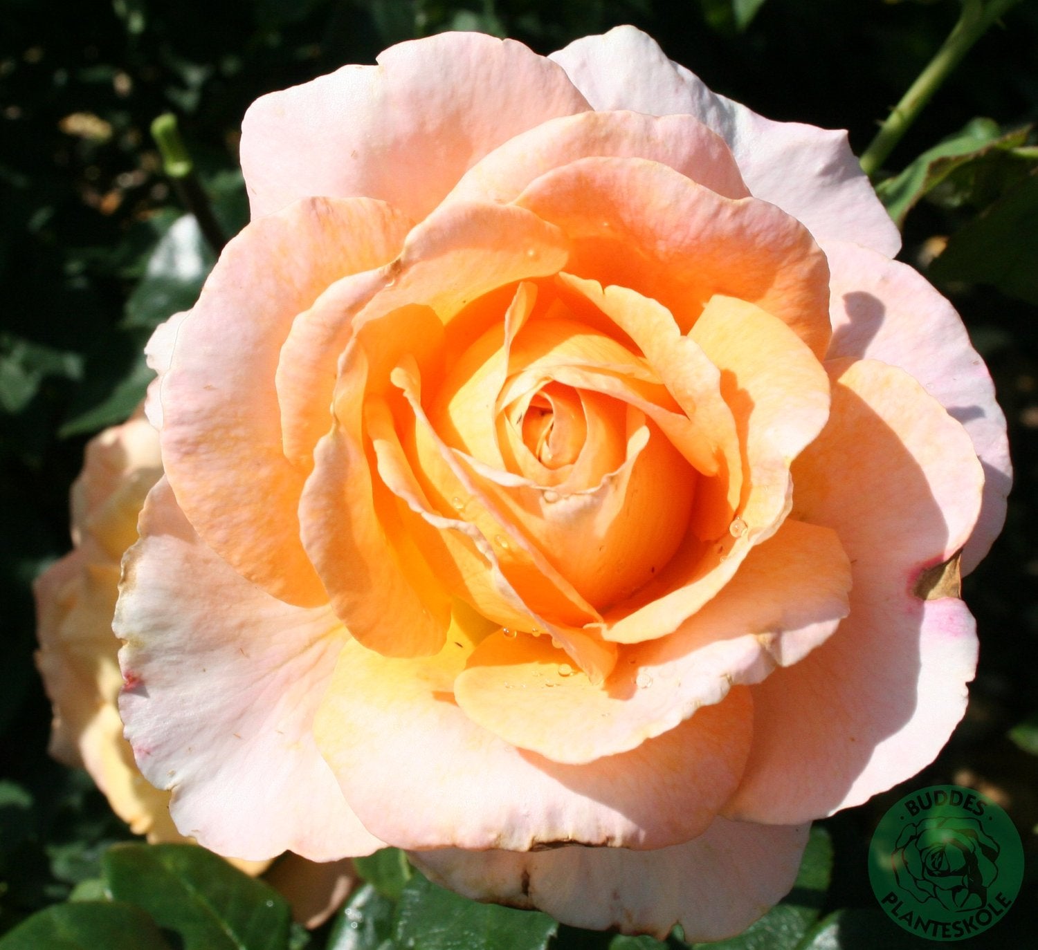 Rosa BITTEN CLAUSEN (Scented Memory)