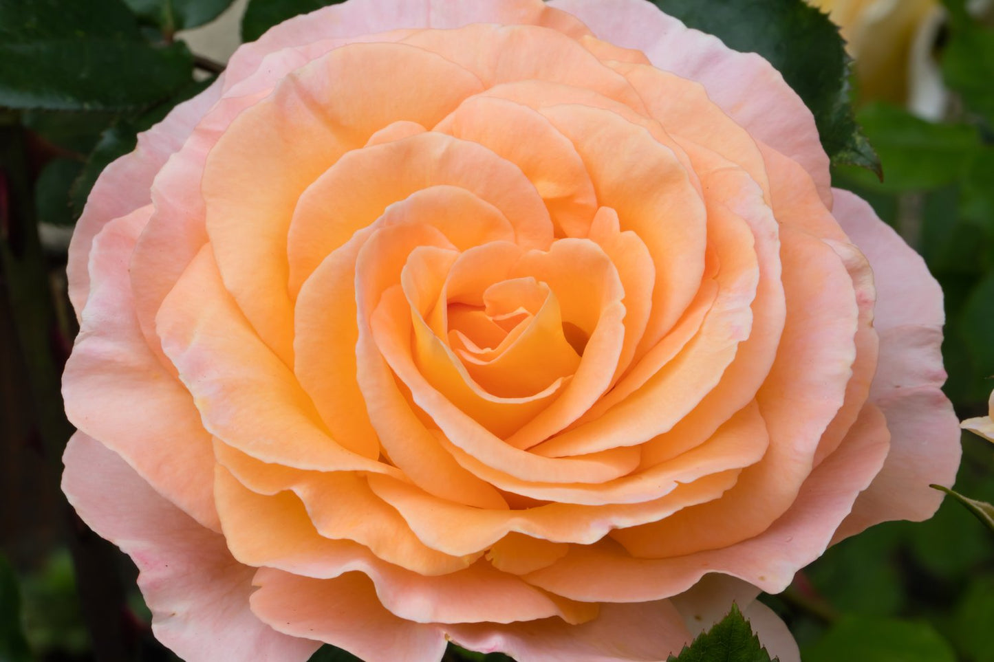 Rosa BITTEN CLAUSEN (Scented Memory)