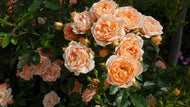 Rosa Carl Nielsen