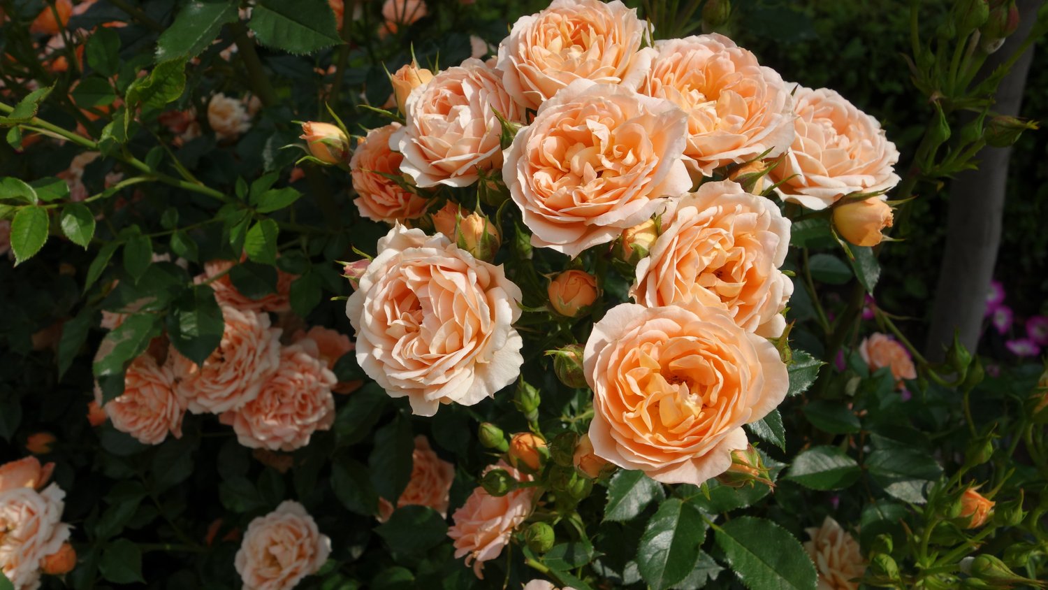 Rosa Carl Nielsen