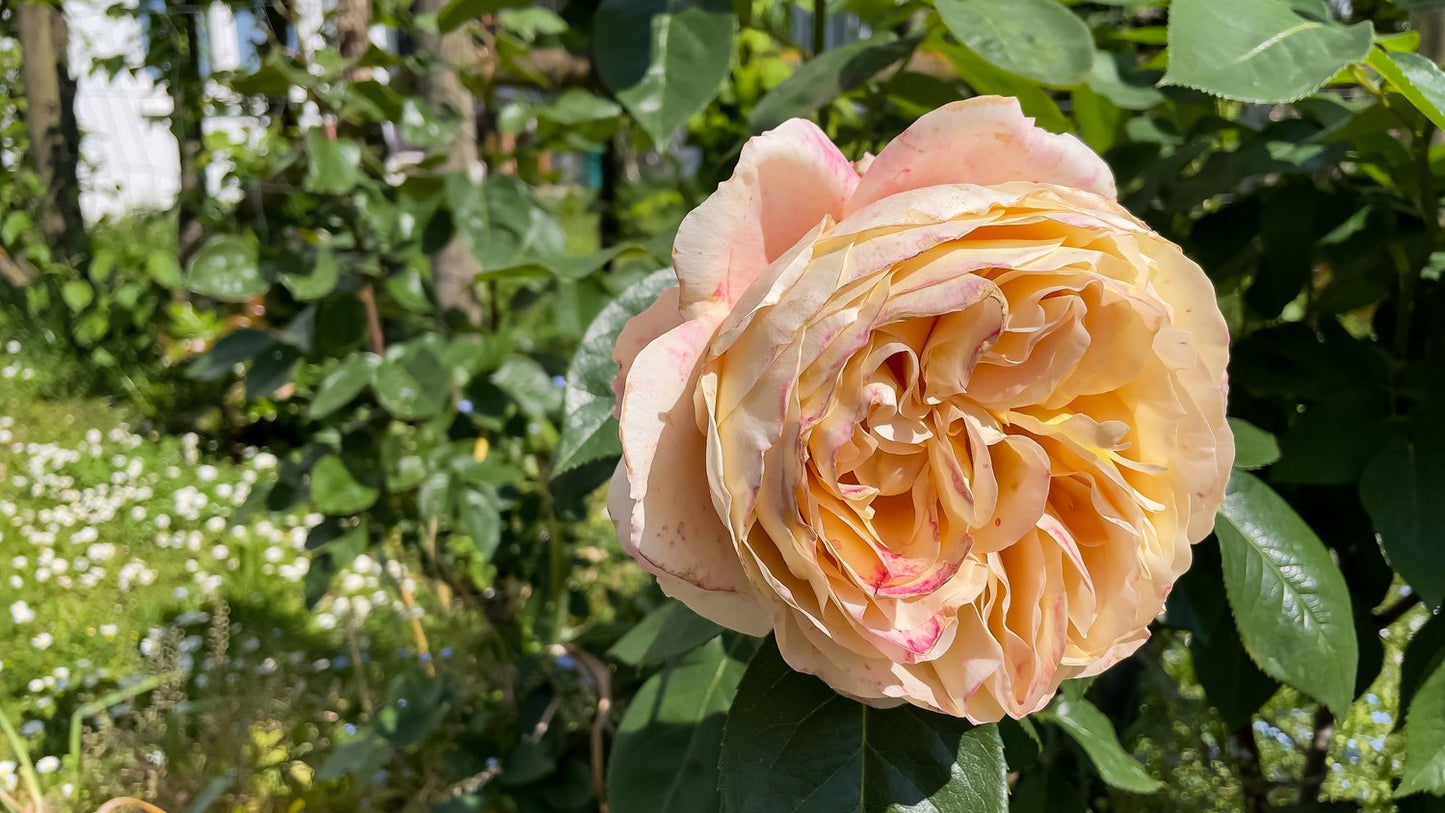 Rosa Carl Nielsen