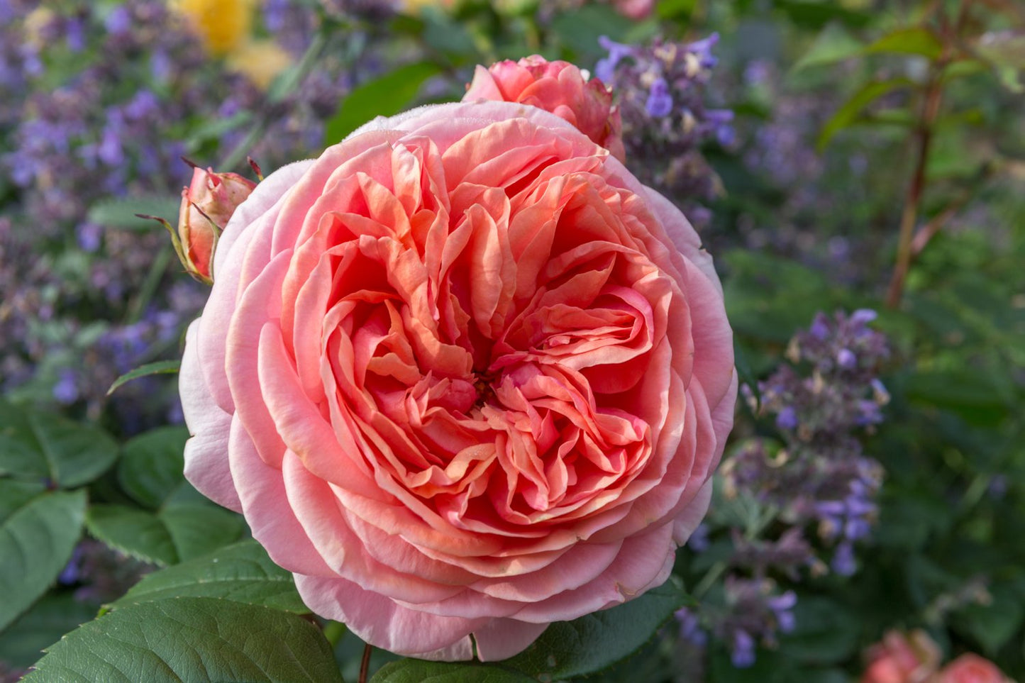 Rosa Chippendale