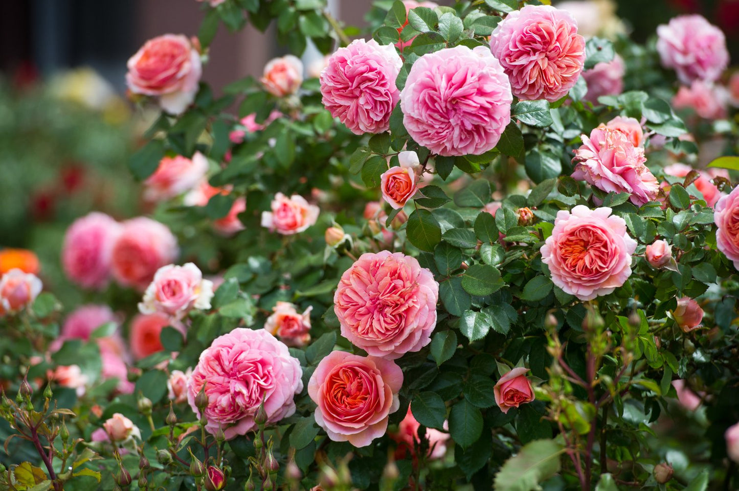 Rosa Chippendale