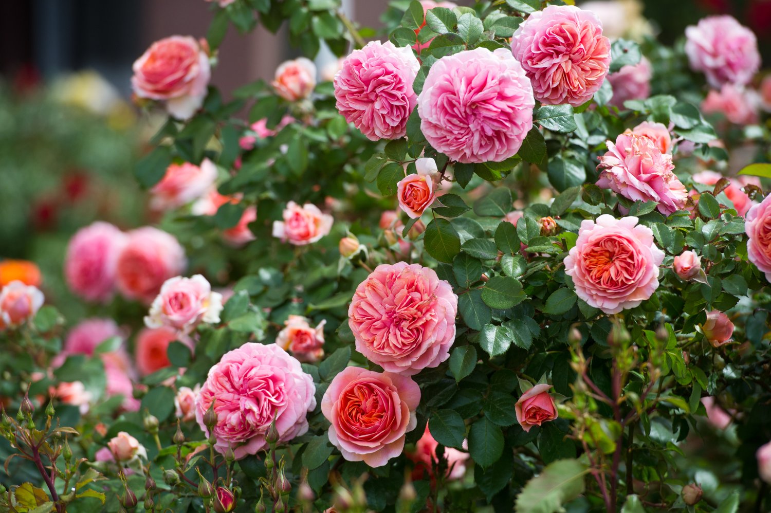 Rosa Chippendale