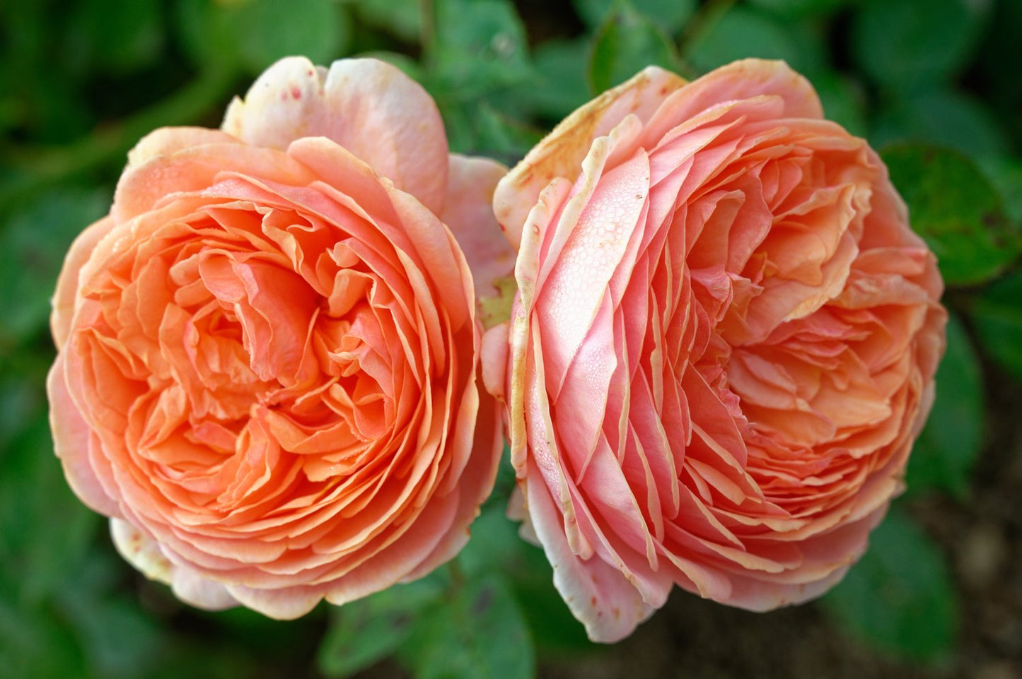 Rosa Chippendale