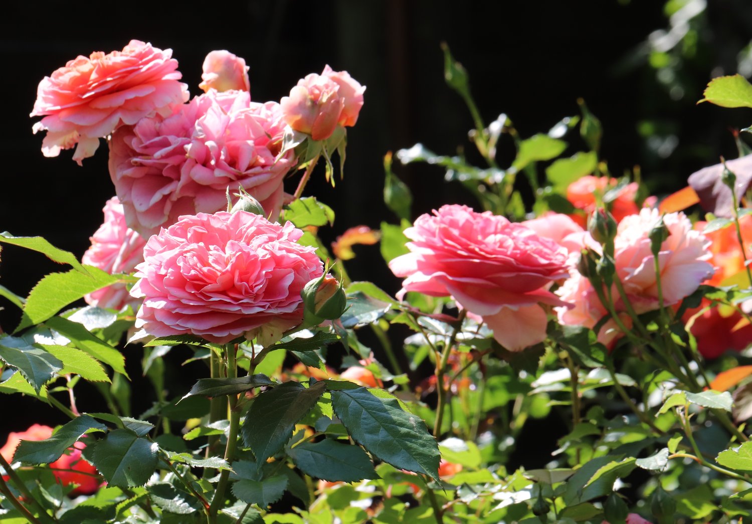 Rosa Chippendale