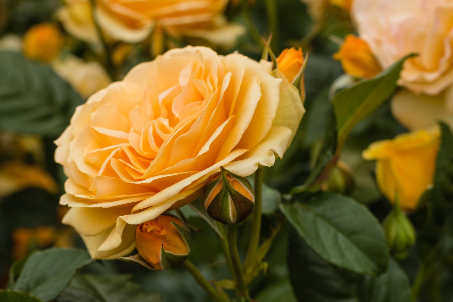 Rosa Amber Queen