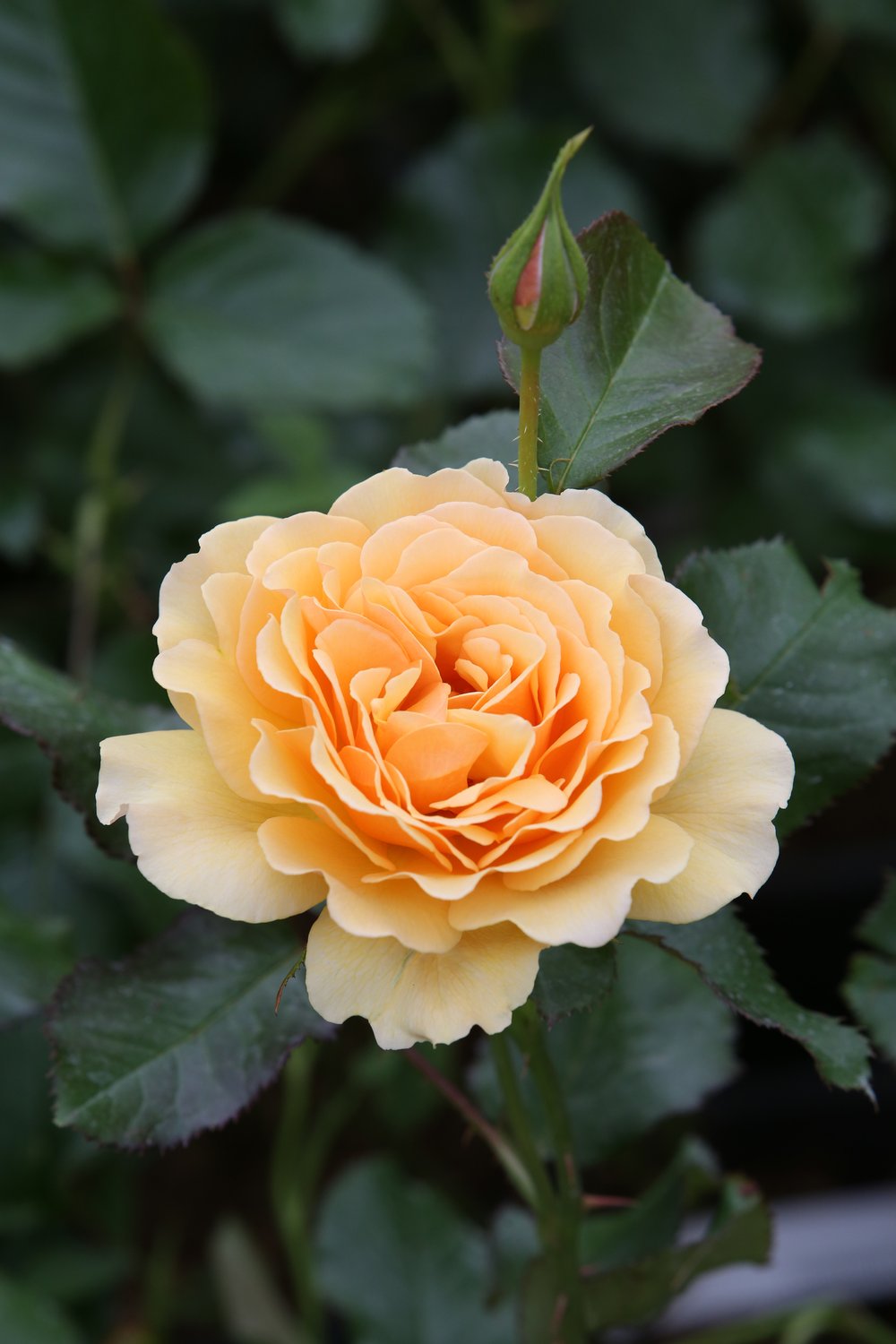 Rosa Amber Queen