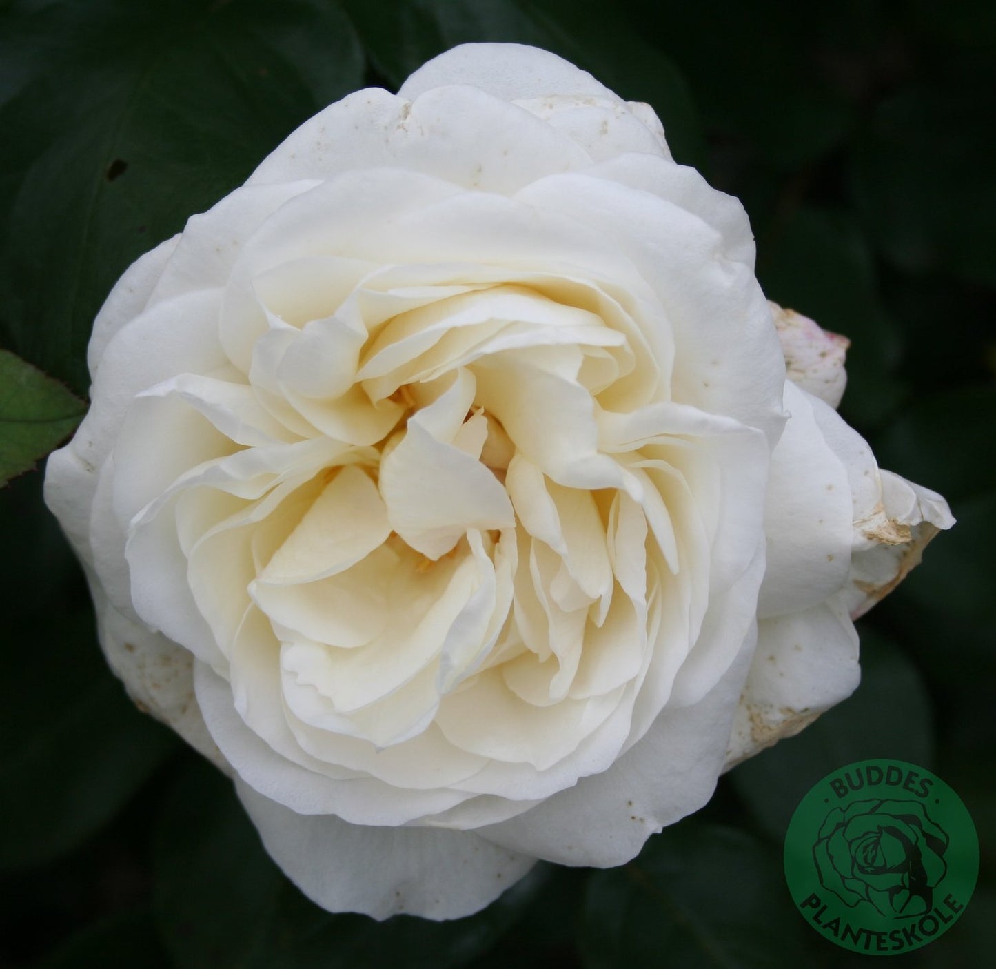 Rosa Claus Dalby