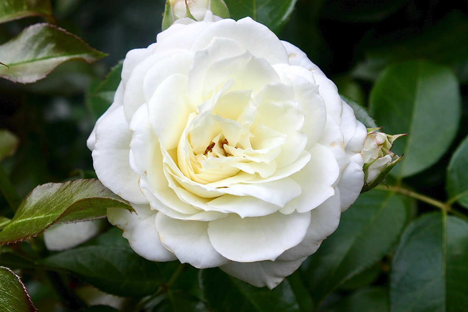 Rosa Claus Dalby