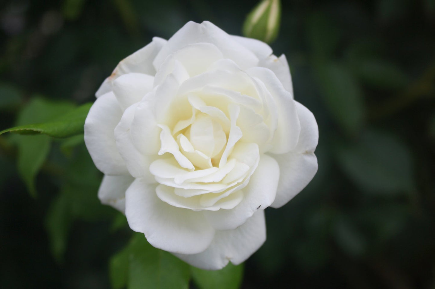 Rosa Claus Dalby