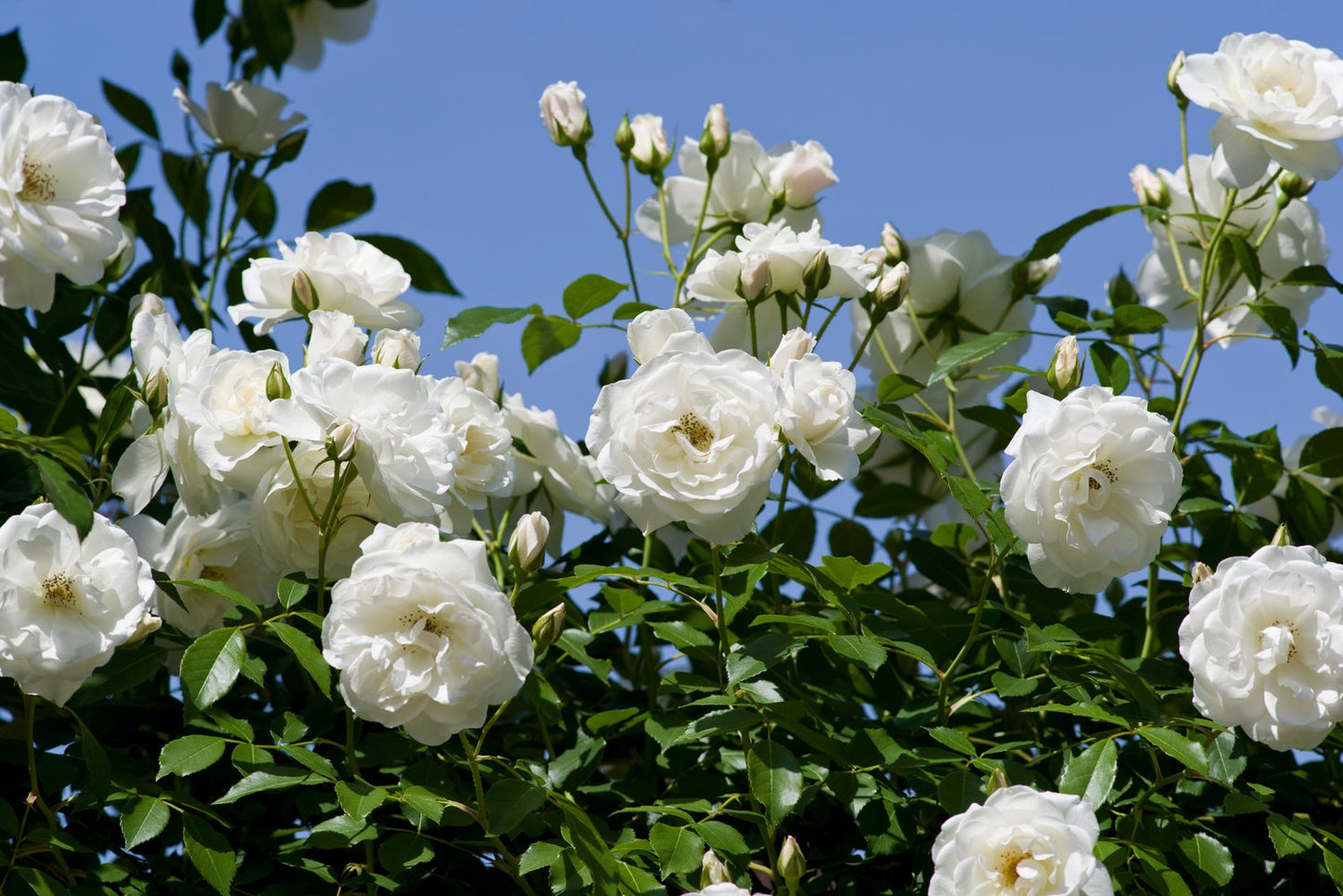 Rosa Claus Dalby