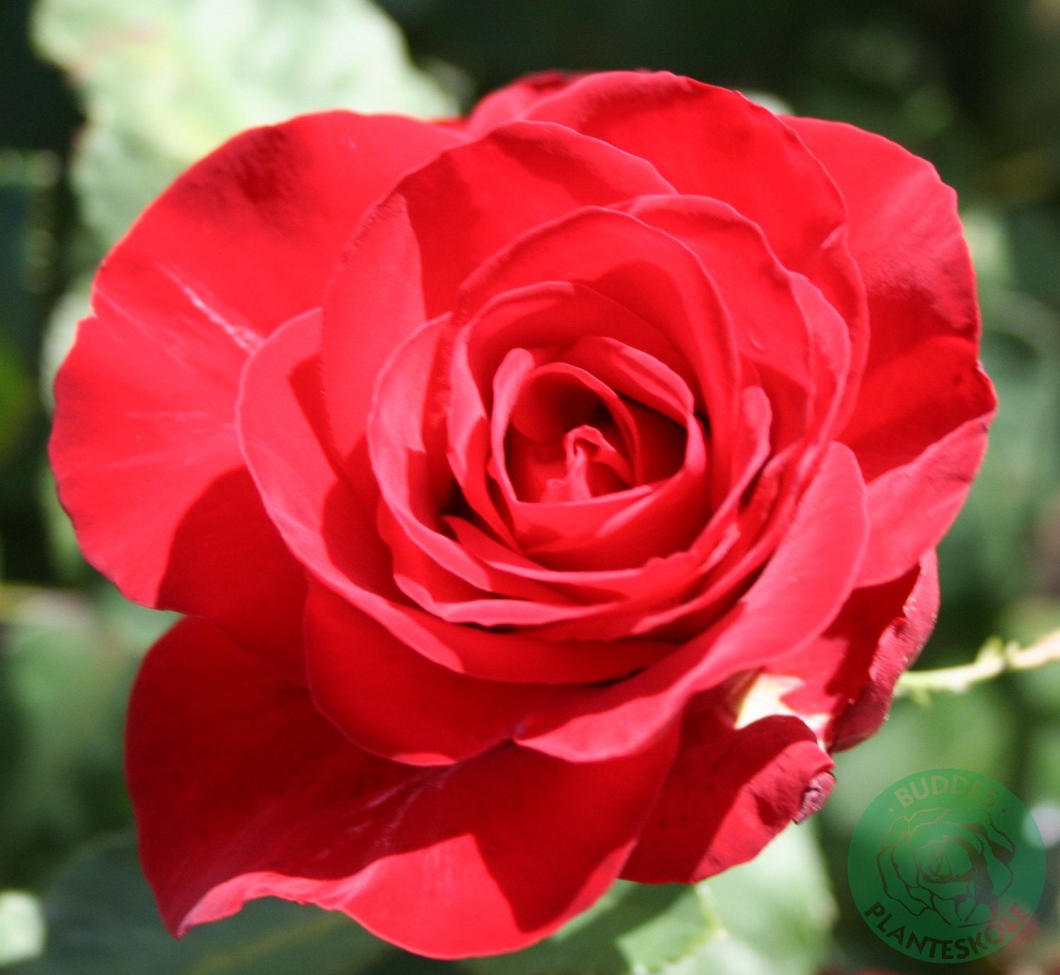 Rosa Courage