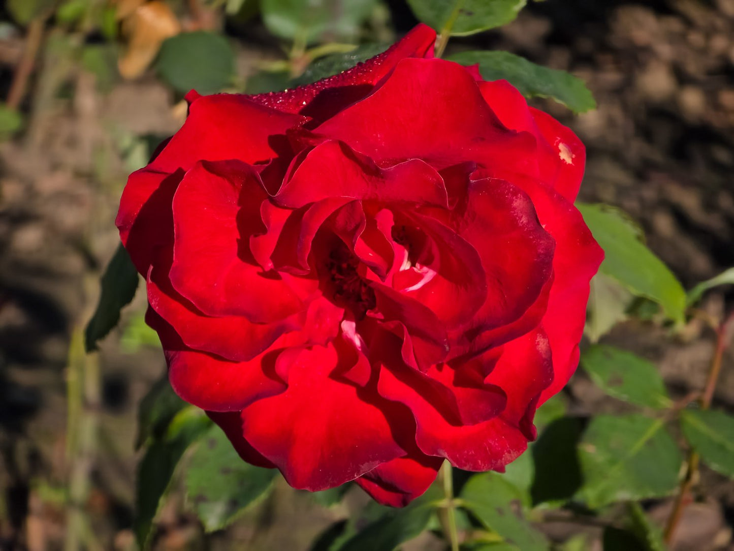 Rosa Courage