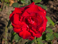 Rosa Courage