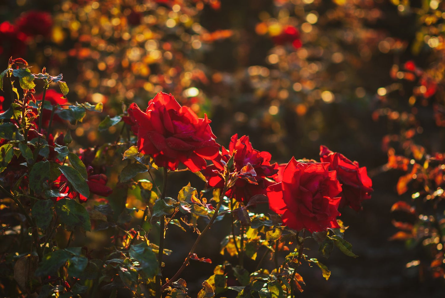 Rosa Courage