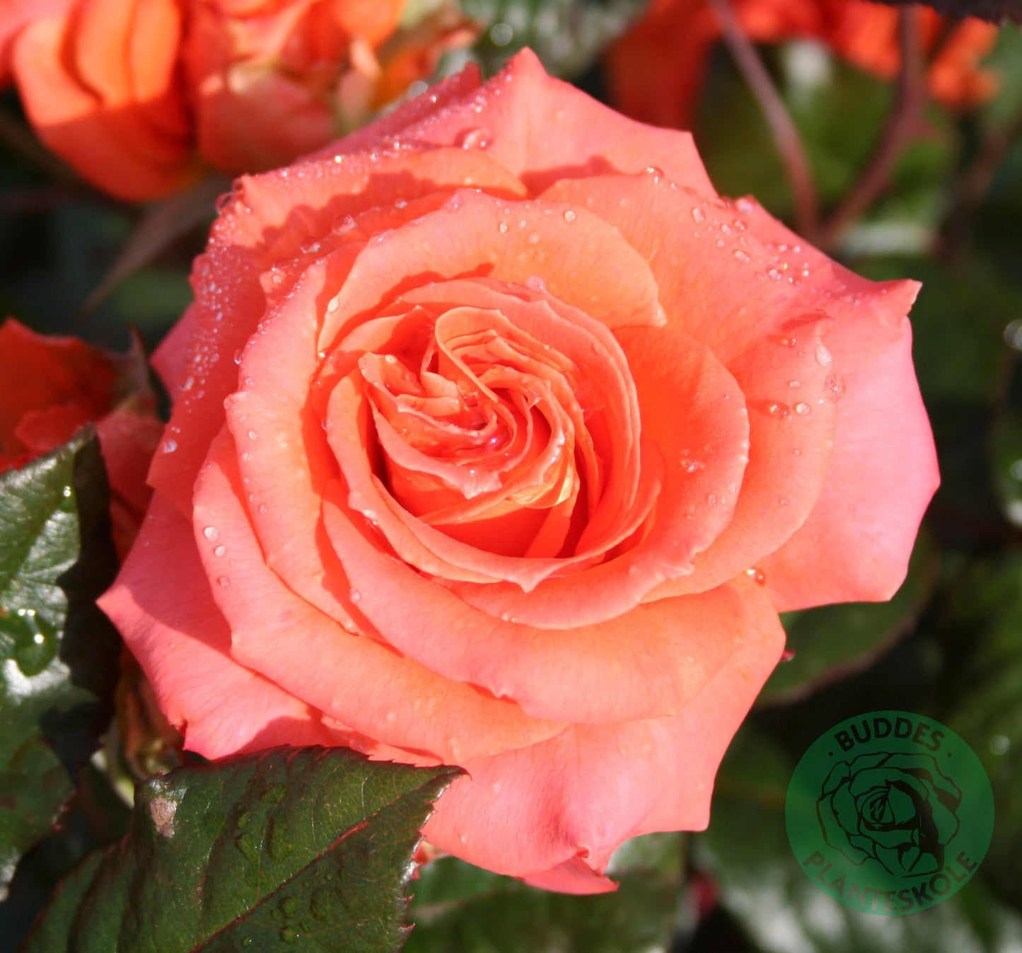 Rosa Dronning Ingrid