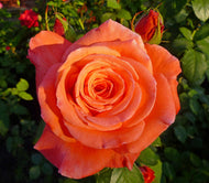 Rosa Dronning Ingrid