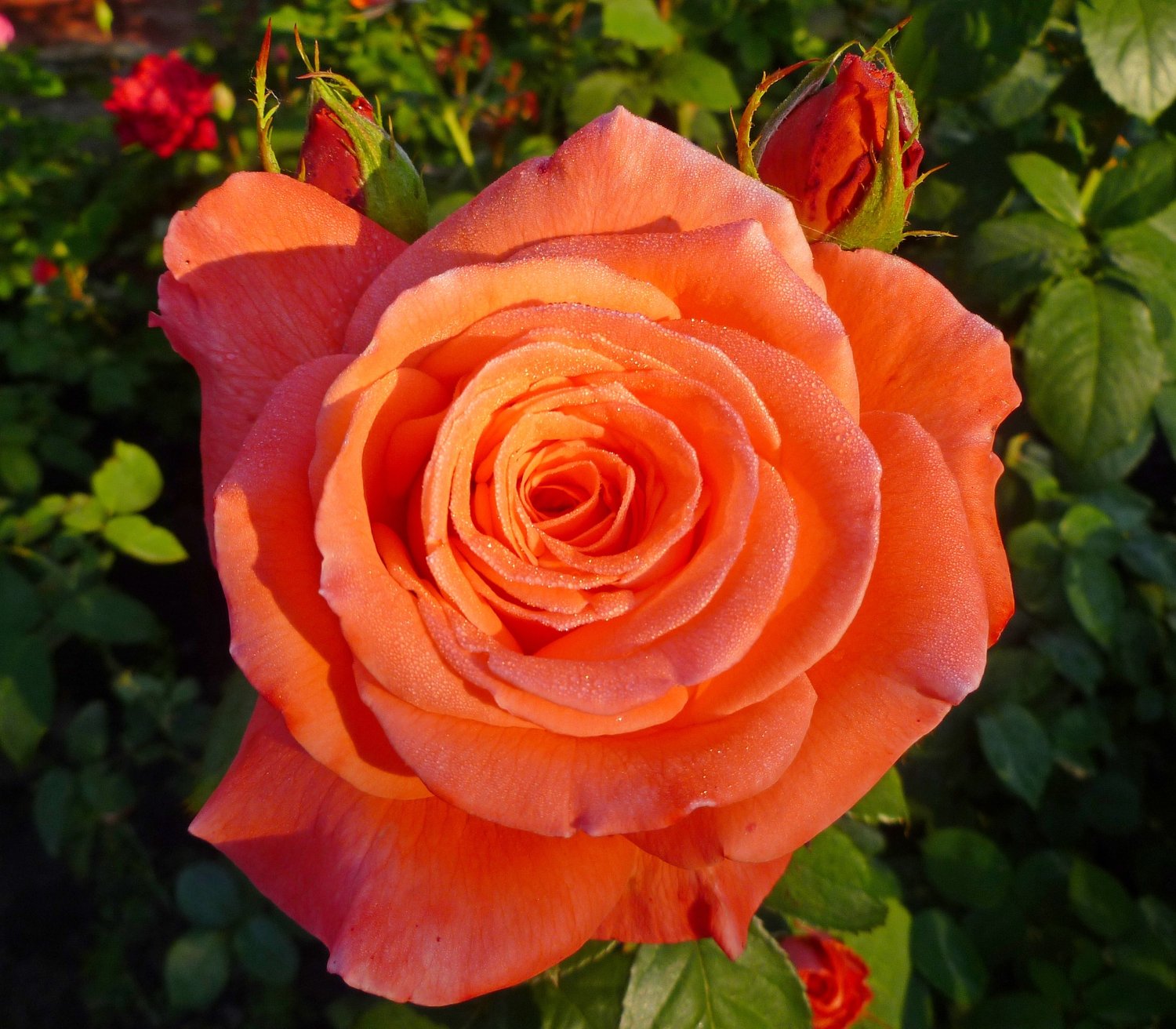 Rosa Dronning Ingrid