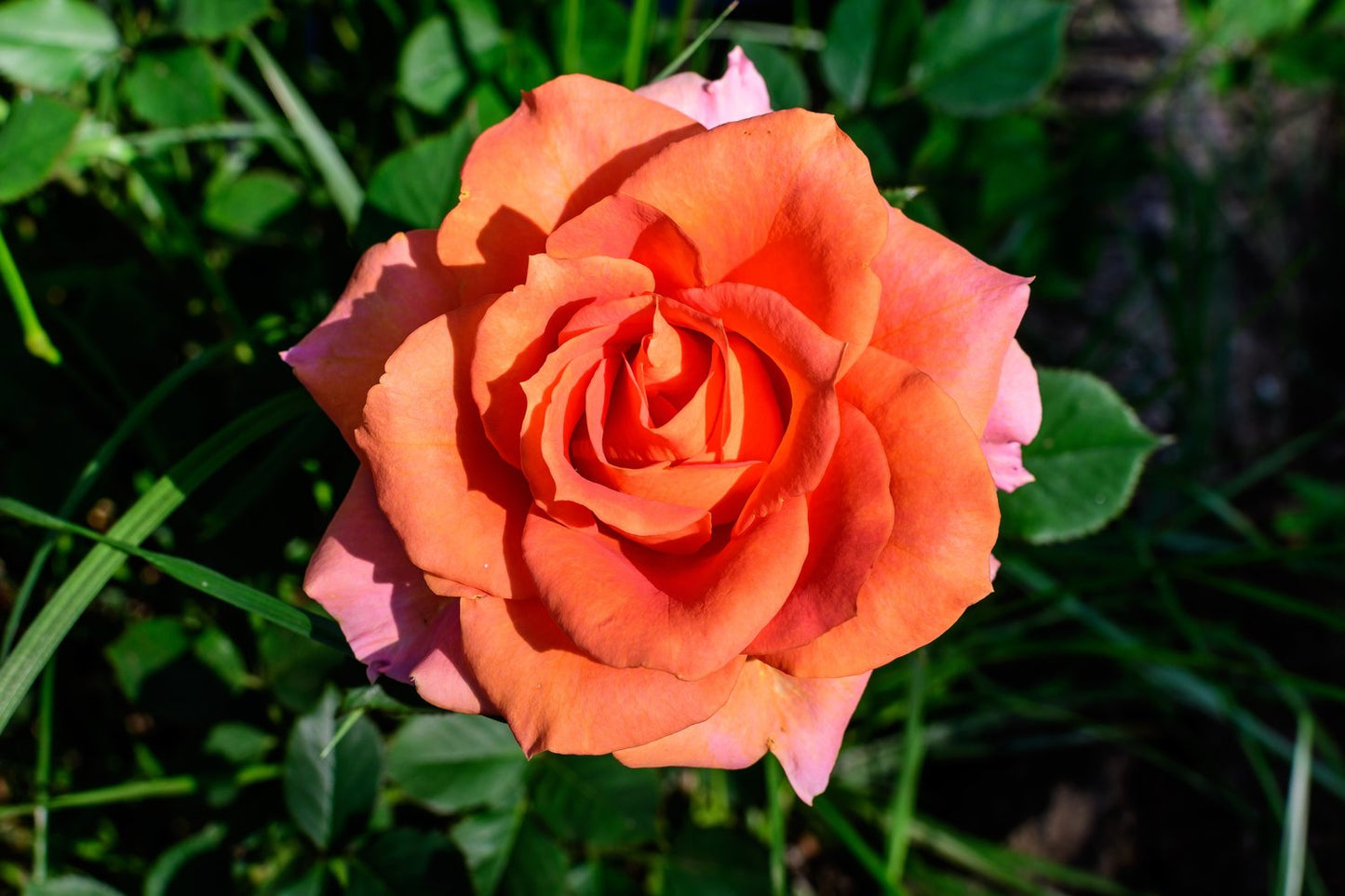 Rosa Dronning Ingrid