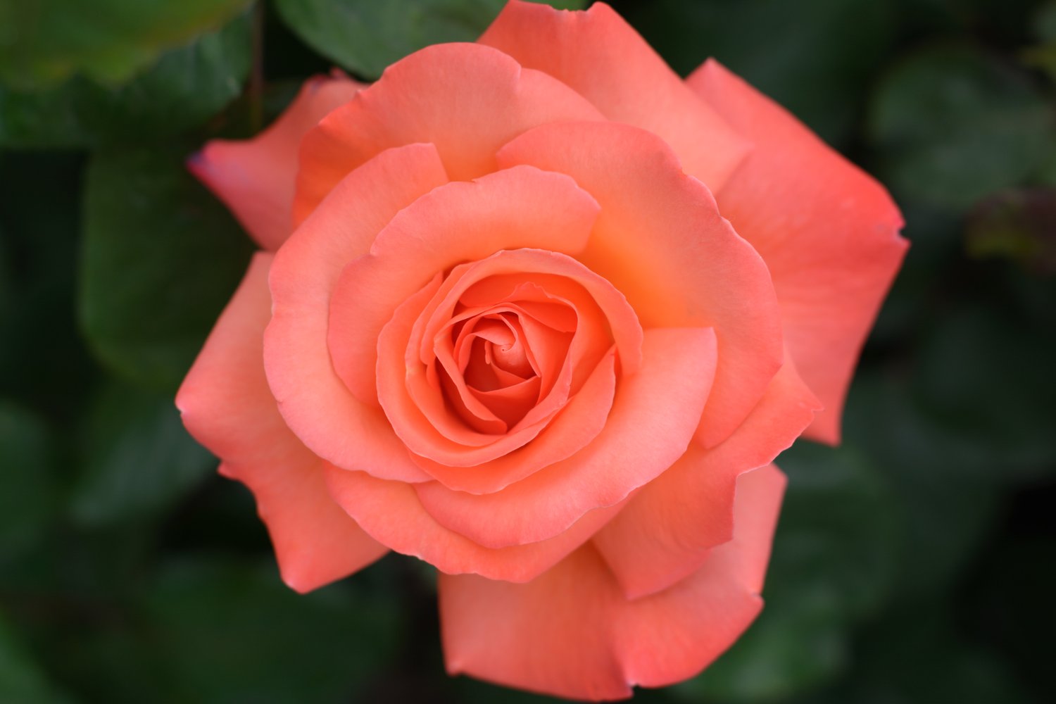 Rosa Dronning Ingrid