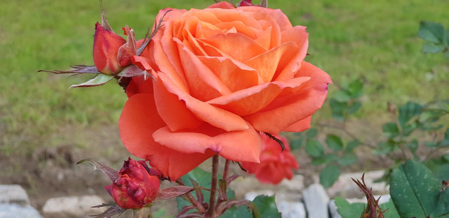 Rosa Dronning Ingrid