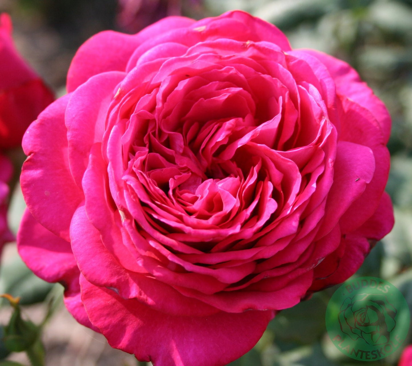 Rosa Johan Wolfgang Von Goethe Rose