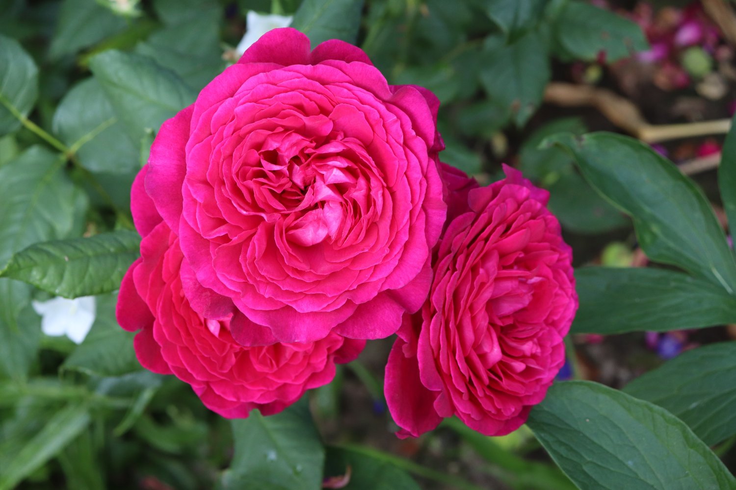 Rosa Johan Wolfgang Von Goethe Rose