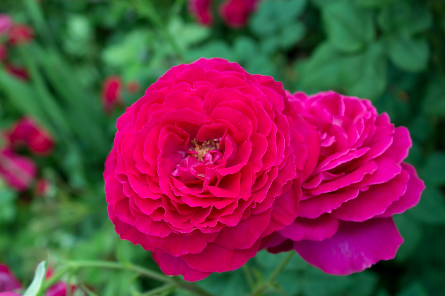 Rosa Johan Wolfgang Von Goethe Rose