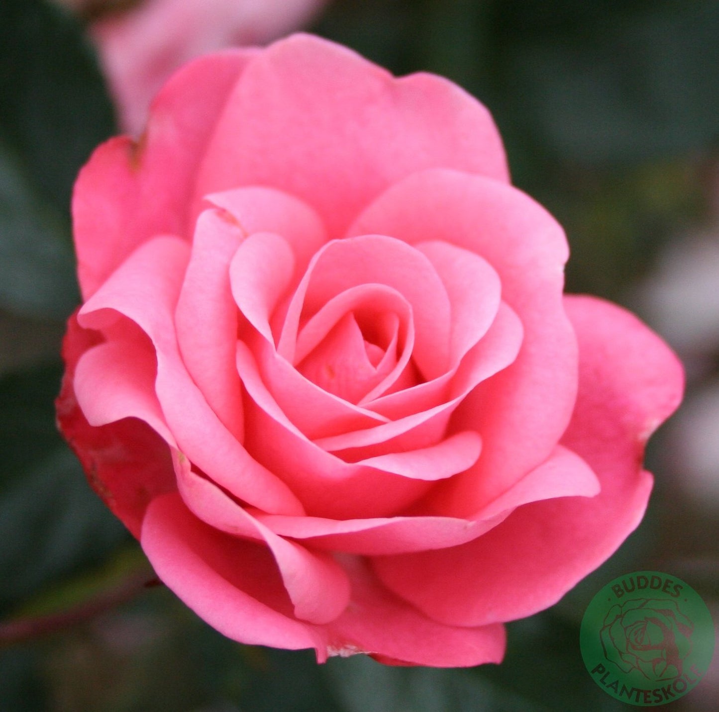 Rosa Bella Rosa