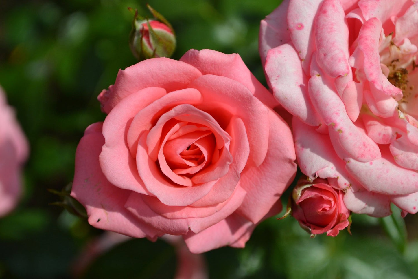 Rosa Bella Rosa