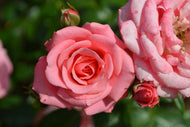 Rosa Bella Rosa