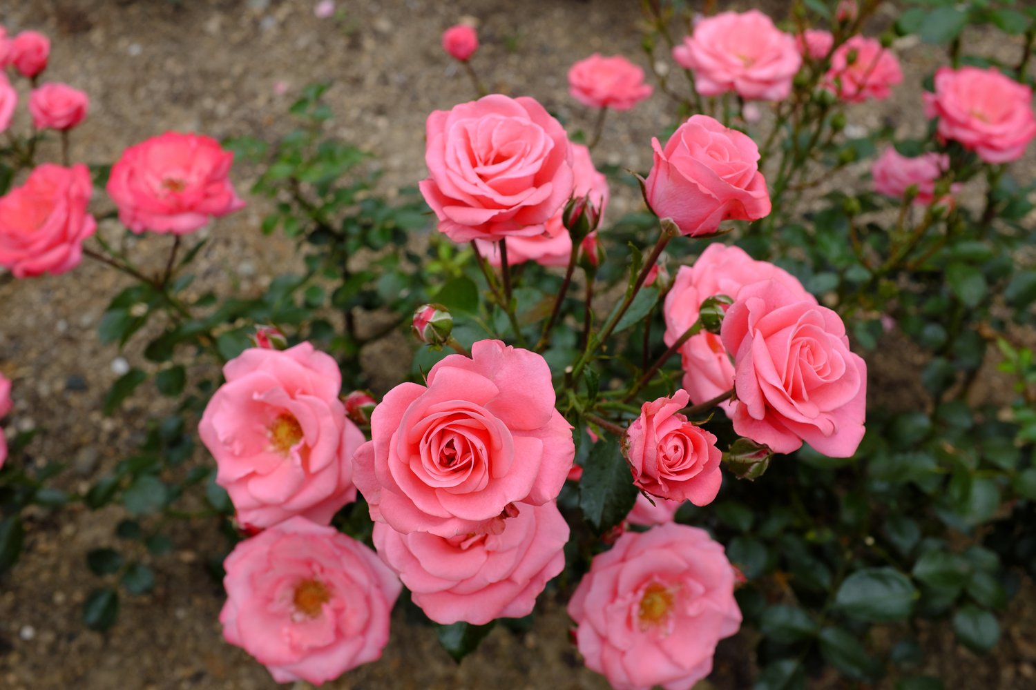Rosa Bella Rosa