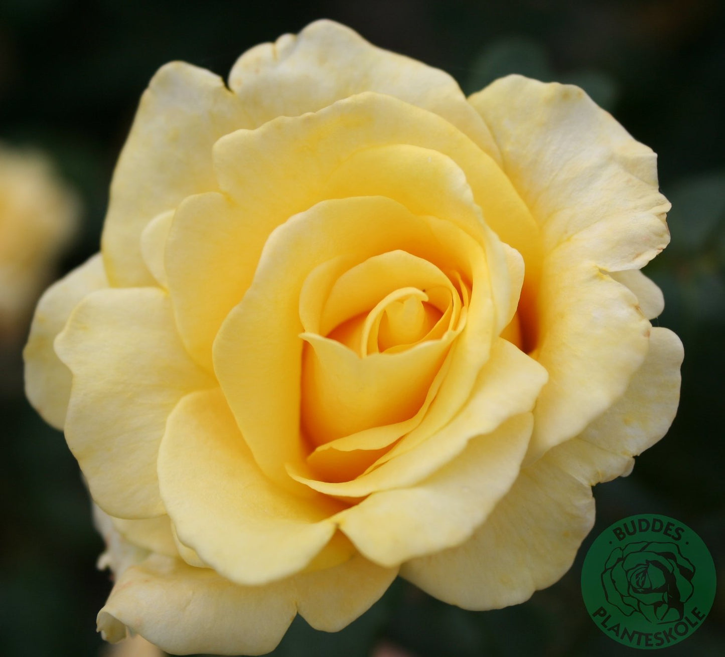 Rosa Kaj Munk