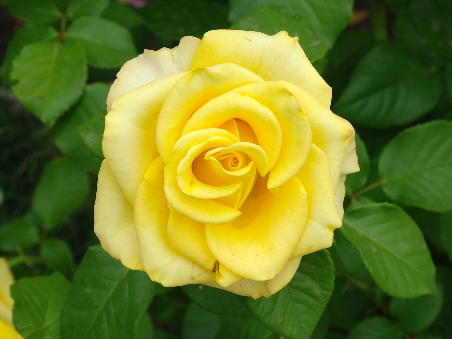 Rosa Kaj Munk