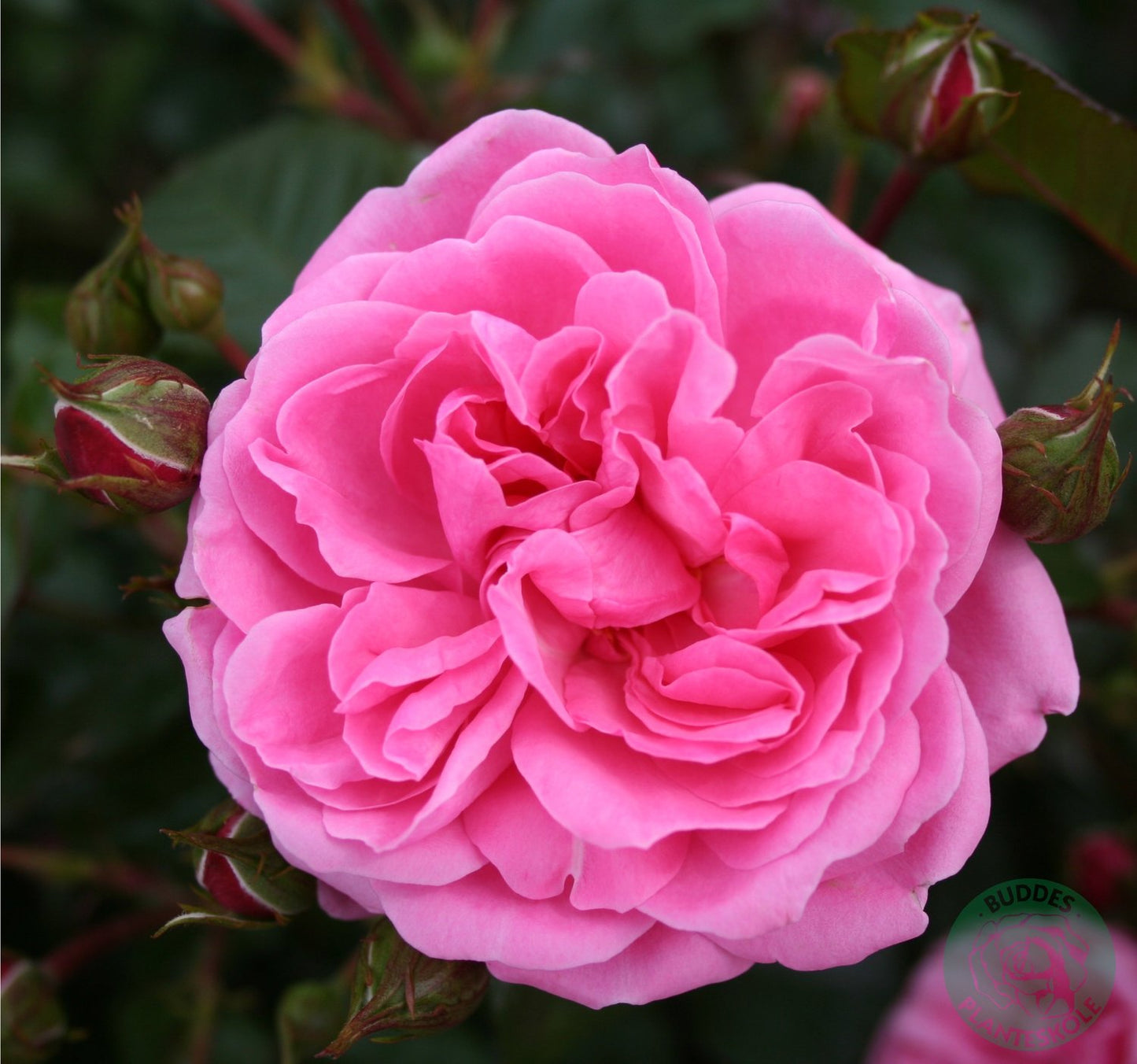 Rosa Berleburg