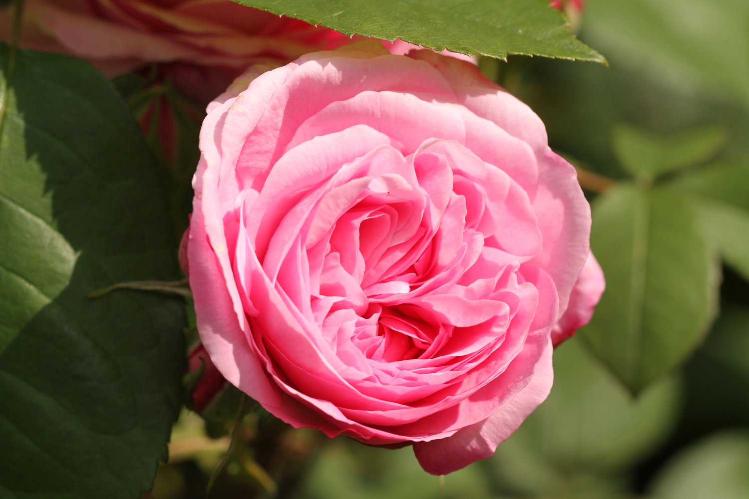 Rosa Berleburg