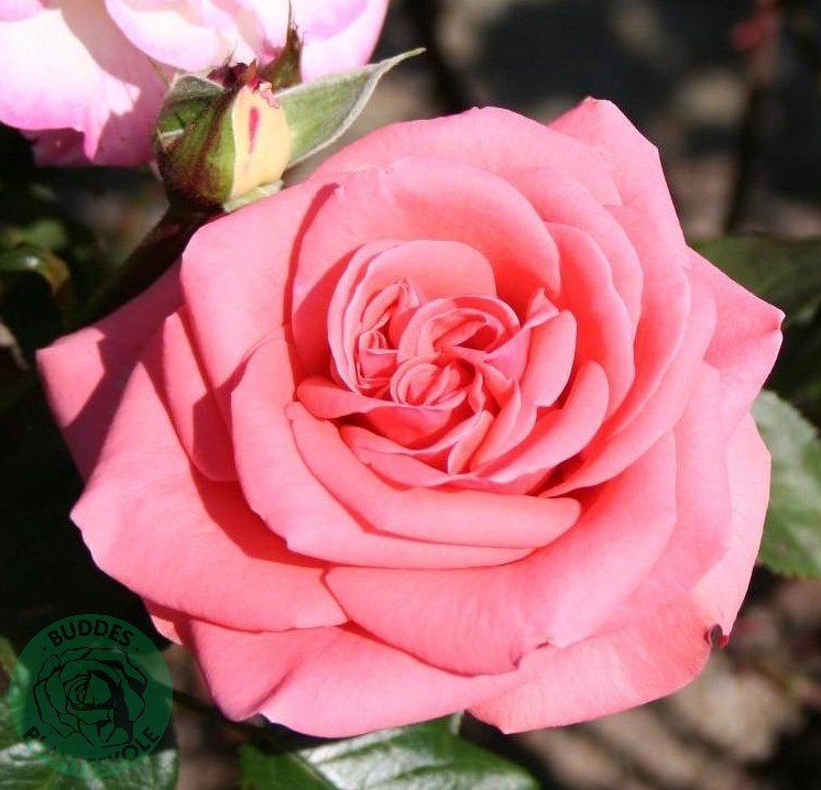 Rosa Louisiana