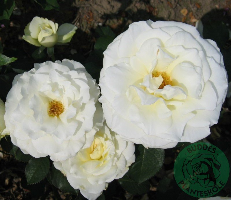 Rosa Memoire