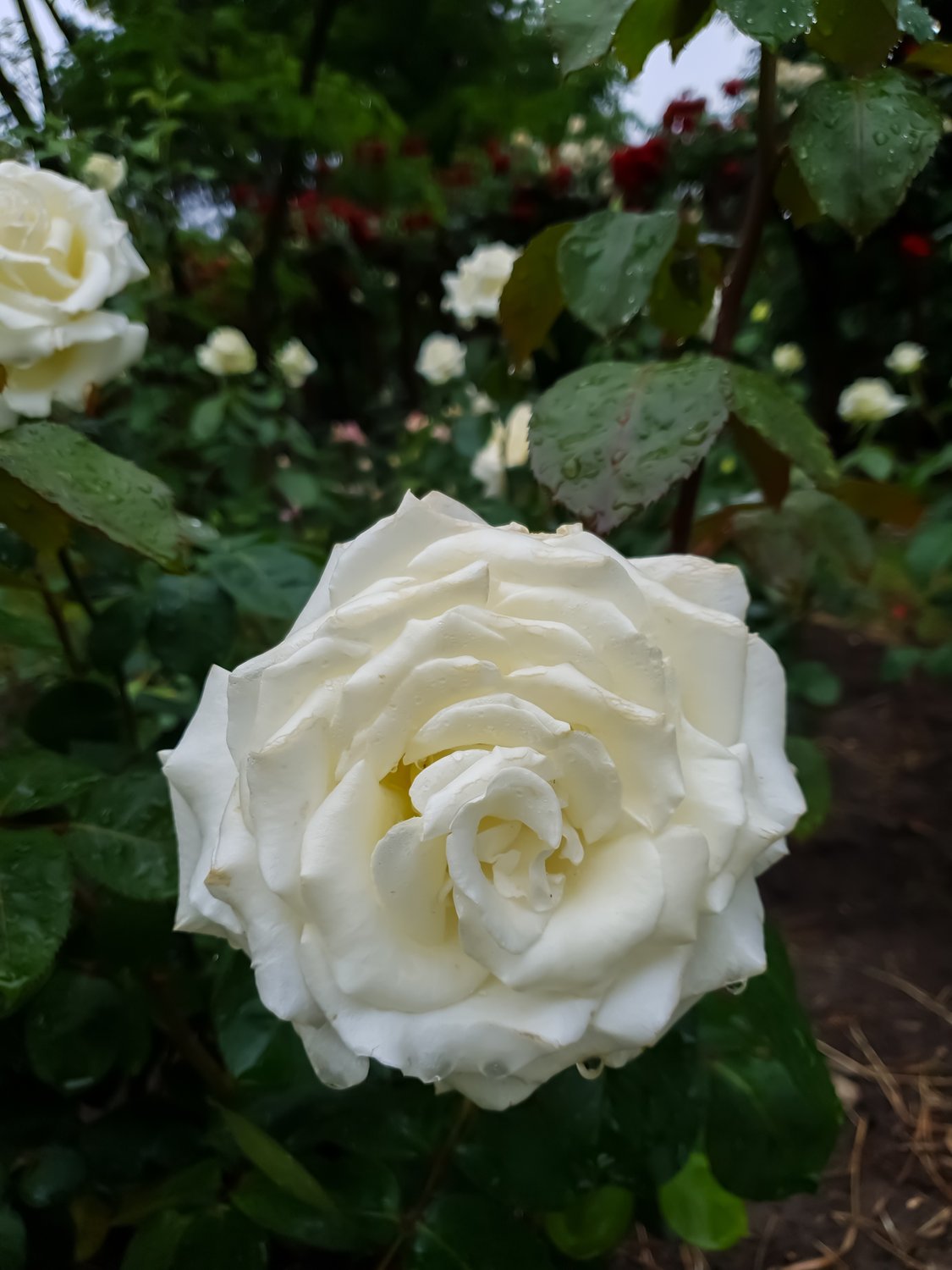 Rosa Memoire