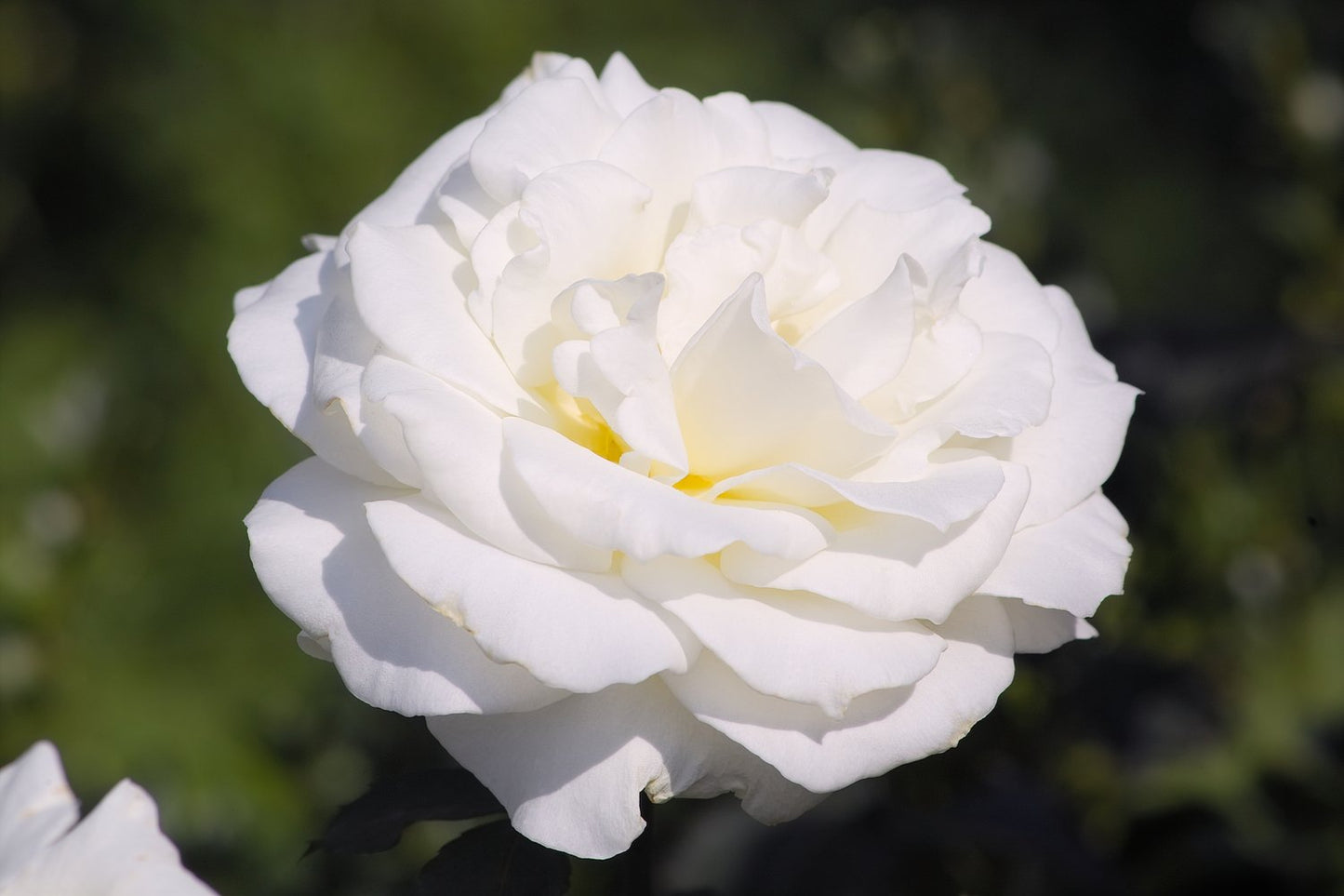 Rosa Memoire