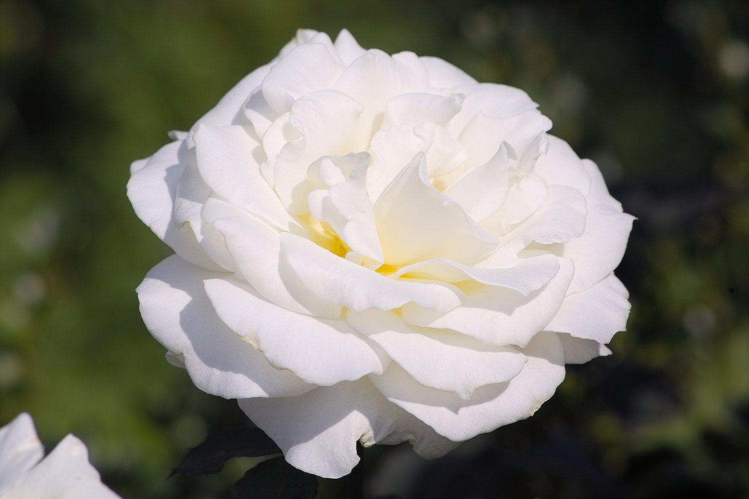 Rosa Memoire