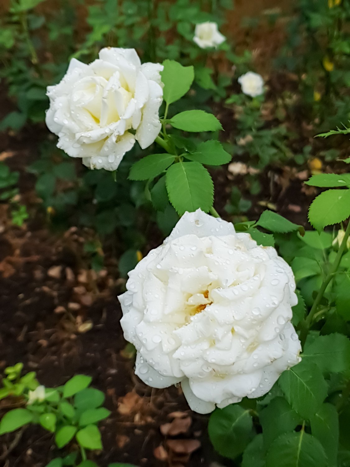 Rosa Memoire
