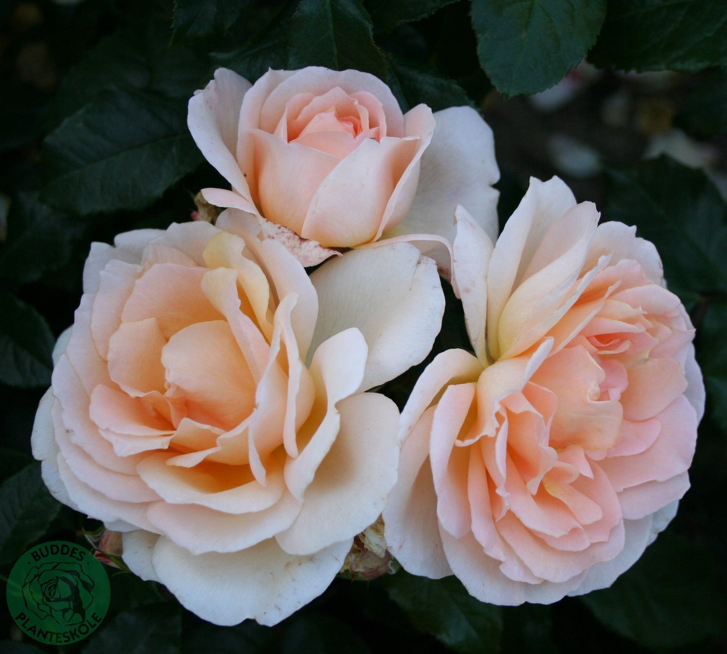 Rosa Morten Korch